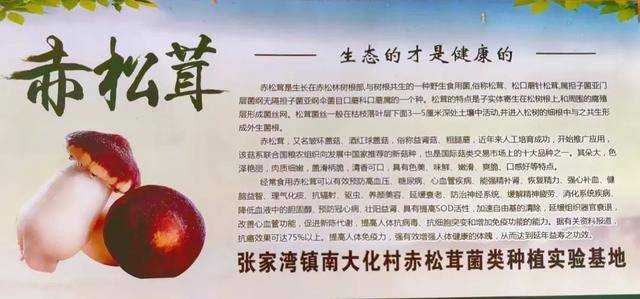 47亩赤松茸急盼销路！口感鲜嫩脆采摘10元斤！pg电子游戏网站“烂在地里太可惜了！”通州这村(图4)