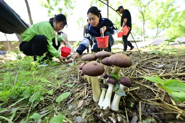 47亩赤松茸急盼销路！口感鲜嫩脆采摘10元斤！pg电子游戏网站“烂在地里太可惜了！”通州这村(图5)