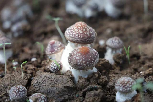 47亩赤松茸急盼销路！口感鲜嫩脆采摘10元斤！pg电子游戏网站“烂在地里太可惜了！”通州这村(图6)