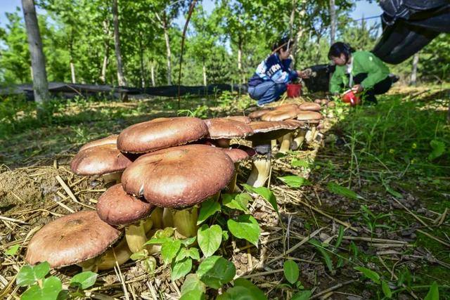 47亩赤松茸急盼销路！口感鲜嫩脆采摘10元斤！pg电子游戏网站“烂在地里太可惜了！”通州这村(图7)